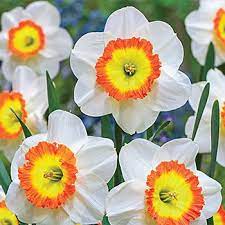 Roulette Daffodil Daffodils Daffodil Bulbs Daffodil Flower
