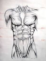 Drawing anatomy for beginners, learning the ins and outs. 12 Drawings Of Muscles Anatomy Art Human Anatomy Drawing Anatomy Drawing