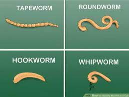 Intestinal Worms And How To Treat Them Naturally True Carnivores