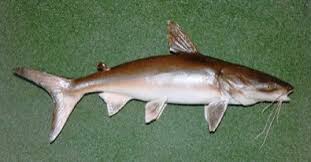 Maka tak mengherankan jika jenis ikan ini banyak menjalankan bisnis budidaya ikan nila merupakan pilihan yang tepat. Melek Perikanan Ikan Manyung Klasifikasi Morfologi Habitat Dll