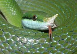 Hoekagay Everythingstarstuff Unicorn Snek Rat Snake Cute Reptiles Beautiful Snakes