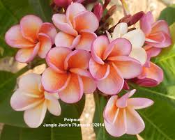 Potpourri A New Dwarf Variety From Our Research Fields In Thailand Plumeria Plumeria Flowers Frangipani