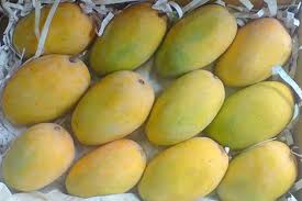 Florida haden, kent and keitt mangoes. We See Great Potential For Indian Mangoes In The European Market