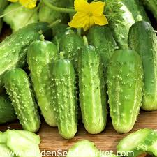Check spelling or type a new query. Field Cucumber Rodos F1 Seed Tape With Fertilizer Garden Seeds Market Free Shipping