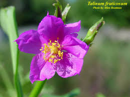 Image result for Talinum fruticosum