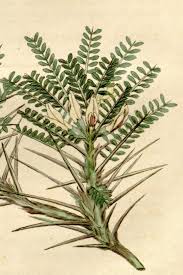 Image result for Astragalus