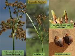 Image result for Cyperaceae