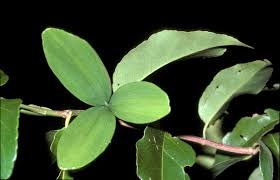 Image result for Hippocratea