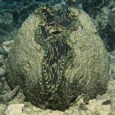 It can reach 4 feet in length and weigh up to 500 pounds. Giant Clam National Geographic