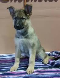 European bloodlines with titled and hip/elbow certified pa… 2 Sable Female German Shepherd Puppies For Sale In Harrisburg Pennsylvania Classified Americanlisted Com