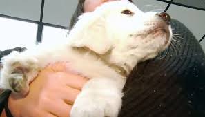 Dob was december 26, 2019. Nbc12 Wwbt Richmond On Twitter 8 Week Old Golden Retriever Puppy Named Spartacus Gets 3 D Printed Prosthetic Leg Https T Co Ftj9zc6uip