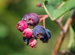 Image result for indiánská borůvka obrázek