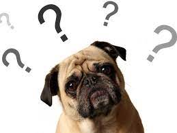 Can Dogs Think Like Humans