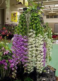 Honohono Tree At Kunia Orchid Show Dendrobium Orchids Beautiful Orchids Orchid Plants