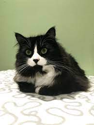 My Vet Tells Me That Most Tuxedo Cats Have Pink Noses But Coco Has A Black Nose Beautiful Cats White Cats Cats