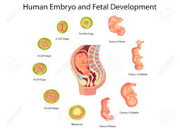 Education Chart Of Biology For Human Embryo And Fetal Development