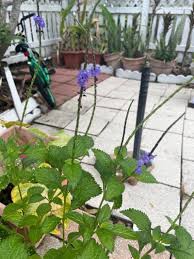 Image result for Stachytarpheta