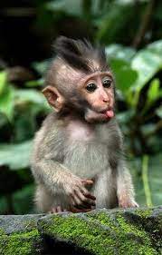 Smart Monkeys Need To Be Cared For As Human Pets Page 31 Of 50 Sciliy Pet Monkey Baby Animals Funny Animals