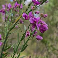 Image result for Polygala macrostigma