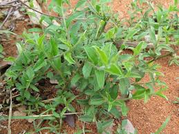 Image result for Seddera capensis