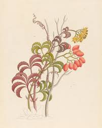 Image result for Cyphostemma obovato-oblongum