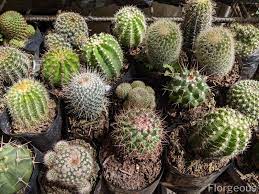 Their leaves are cylindrical or flat, and their fruit is usually seedy. Top 10 Beautiful Types Of Cacti With Names And Pictures Florgeous