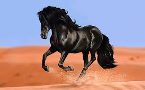 صور الحصان العربي عبد المجيد أحمد مدونة شخصية Black Horse Horse Wallpaper Horses