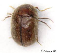 cigarette beetle lasioderma serricorne f