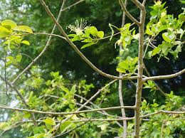 Image result for Hilsenbergia petiolaris