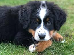 Home > onze rassen > berner sennen pups te koop. Pup En Herplaatsers Te Koop Berner Sennenhond Startpunthonden
