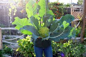 The usda hardiness zone map is a reference for gardeners who want to know which plants will a more relevant map to los angeles gardeners is the heat zone map developed by the american when gardening in los angeles be aware of your heat zone. A Fall Winter Gardening Guide For Southern California Freckled Californian A California Gardening Seasonal Living Blog