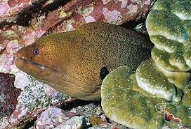 Image result for Gymnosporia maranguensis