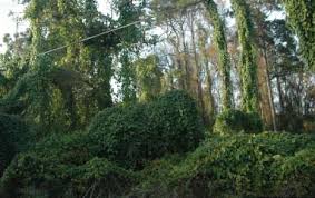 Image result for Dioscorea schimperiana