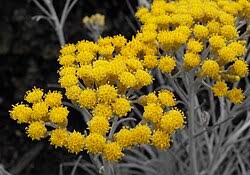 Image result for Helichrysum aureo-nitens