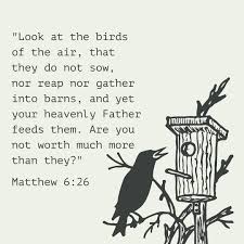 Look At The Birds Of The Air Verse Pin On Bible Matthew