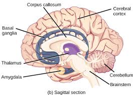 Image result for Cerebral Subcortex