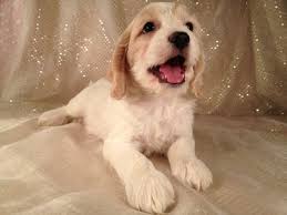 The cockapoo designer breed, also known as a hybrid, is the perfect combination of style, intelligence and affection. White And Tan Cockapoo For Sale Iowa Breeder 575