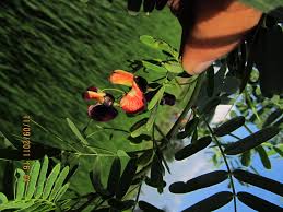 Image result for Sesbania quadrata