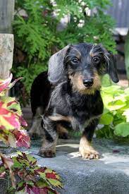 One of the most famous dogs in movie history is little toto, following dorothy along the yellow brick road to these adorable little dogs have a hard, wiry, straight coat which is weather resistant. Black And Tan Wirehaired Dachshund Mustache Weenie Wire Haired Dachshund Baby Dachshund Dachshund Dog