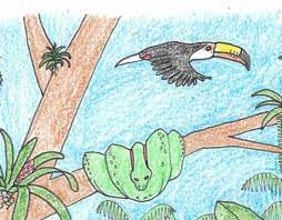 It is complementary to my other detailed forest drawings and reflects on my fascination with tropical plants, trees and patterns. Rainforest Animals And Plants Coloring Page Rainforest Alliance