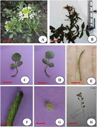 Image result for Nasturtium microphyllum