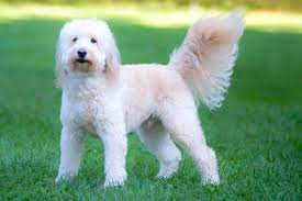 We did not find results for: Goldendoodle Facts A Guide To This Favorite Poodle Mix Petskb