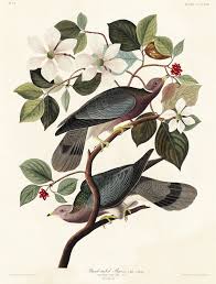 Pin On The Birds Of America