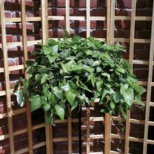 Garden fence ideas for boundaries. Garden Trellis Ideas To Add Colour And Planting To Garden Fences And Walls