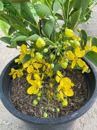 Image result for Cassia angolensis