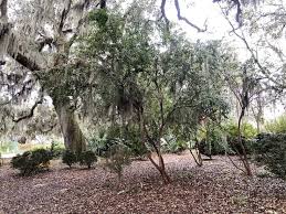 Image result for Agarista salicifolia