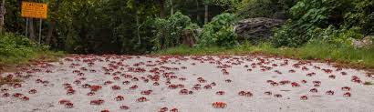 There is an island called christmas island. Red Crab Migration Christmas Island National Park