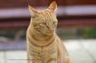 Ginger the Bengal cat - Home | Facebook