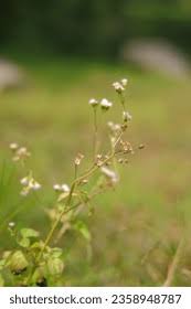 Image result for Polygala sphenoptera
