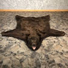 Award Winning Black Bear Shoulder Mount Chocolate Phase Black Bear Full Size Taxidermy Rug For Sale Taxidermy Bear Rug Black Bear